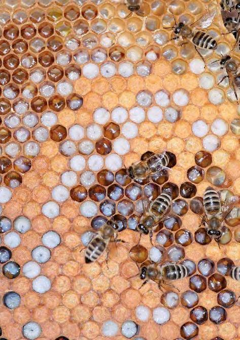 Abb. 33: Blick in das Innenleben eines Bienenstaates: Waben mit glänzendem Honig, weißen Larven und gedeckelten Waben sowie Arbeiterinnen Abb.