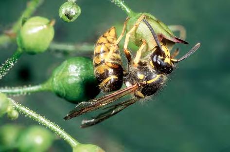 Gleichzeitig werden zunehmend Wachszellen mit Honig gefüllt, was die nahe Verwandtschaft zu den Honigbienen ein weiteres Mal verdeutlicht.