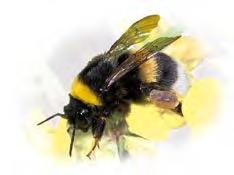 Anlage A 1_1 Häufige Bienen und Wespen an Blüten I Wiesenhummel Erdhummel 15 mm
