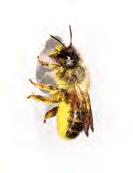 Anlage A 2_1 Häufige Bienen und Wespen an Nisthilfen Rote Mauerbiene