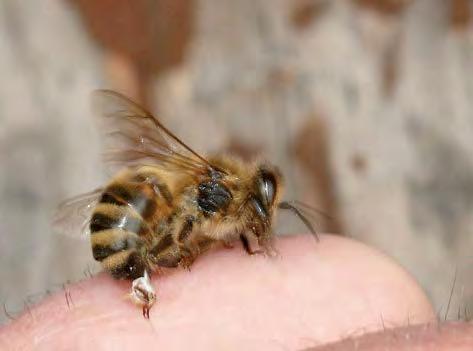 Abb. 14: Stechende Biene. Der mit Widerhaken versehene Stachel und der ganze Stechapparat mit Giftblase werden aus dem Hinterleib der Biene gerissen und bleiben in der Stichstelle stecken.