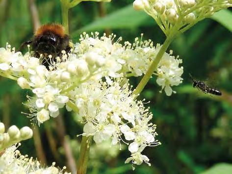 Anlage A 10_2 Arbeitsblatt Wildbienen Lies dir die Texte durch und beantworte die Fragen am Ende! Bienen In Deutschland gibt es zirka 560 Bienenarten.