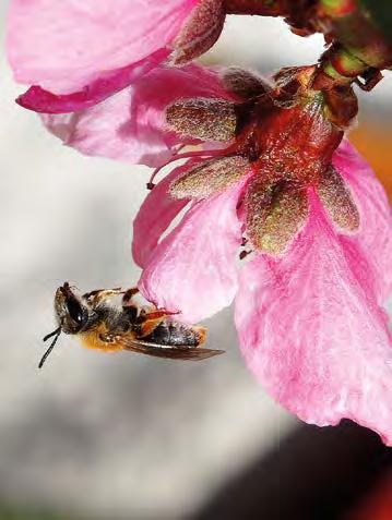 Einzelgänger statt Bienenschwarm Im Gegensatz zu Honigbienen sind die meisten Wildbienenarten Solitärbienen.