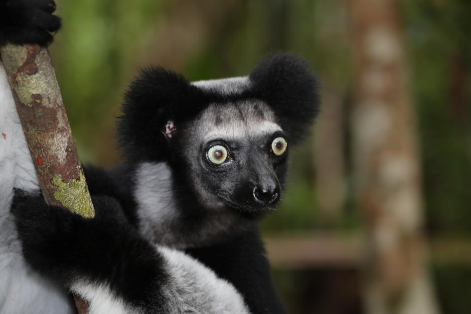 Außerdem fehlen auf der Insel Affen und Giftschlangen. Tiergruppen wie die Lemuren kommen dagegen nur hier vor und machen diese Insel so einzigartig.
