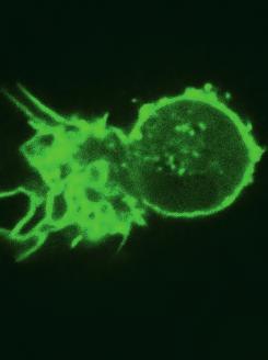izb News In vivo-naher funktioneller Chemotaxis-Assay in einem ibidi µ-slide Chemotaxis 3D : Eine primäre dendritische Zelle aus der Maus mit LifeAct-markiertem F-Aktin wandert in einem Collagen