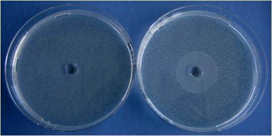 Hemmstofftest Prinzip: Wachstumshemmung des Bakteriums Bacillus subtilis (Hemmhofbildung) Vorteil: Qualitativer Hinweis auf Antibiotika in der Probe