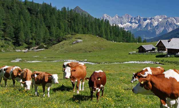 10 Tipps für sicheres BergWandern 1. Nur fit in die Berge und nicht erst fit durch die Berge. 2. Keine Bergwanderung ohne sorgfältige Tourenplanung. 3.