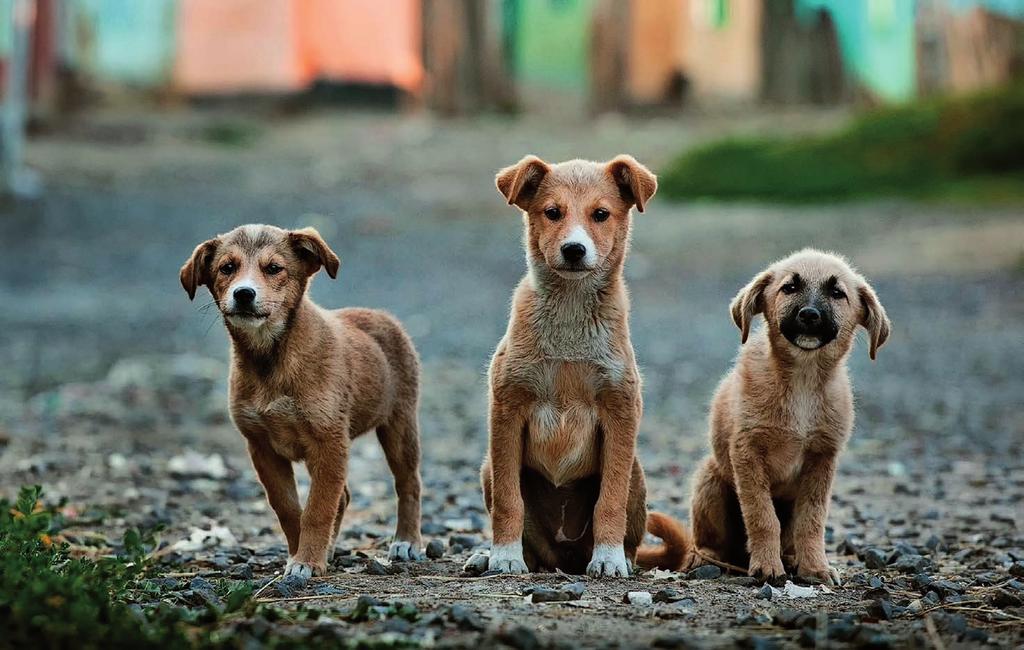 «Welpen sind junge Hunde. Die Einfuhr eines Welpen aus einem Land mit einem Tollwut-Risiko ist nicht möglich.
