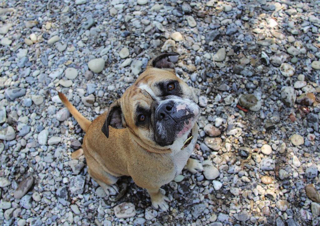 Hundesteuer Sie müssen für Ihren Hund Steuern zahlen: Die Steuer beträgt für 1 Hund pro Jahr 100 Franken. Sie halten mehr als 1 Hund? Jeder weitere Hund kostet pro Jahr 200 Franken.