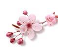 Inspiriert durch diese Tradition, lässt Sie die The Ritual of Sakura- Kollektion jeden Tag wie einen Neubeginn erleben.