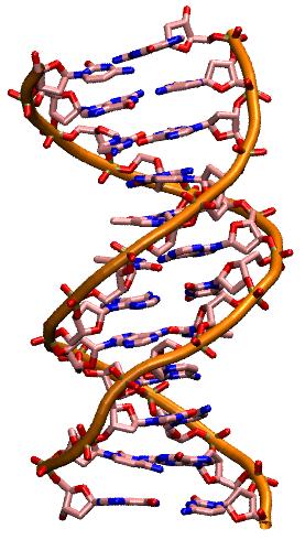 Die Helizität der DNA hat wichtige