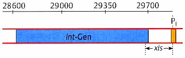 Die Transkription des int-gens: Das Produkt des int-gens sowohl für die Integration als auch für die Exzision notwendig.