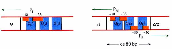 Der Lambda-Repressor ci: Das Produkt des ci-gens ist der Lambda-Repressor (zwei identische Untereinheiten) Dieser bindet an je drei Operatorsequenzen im PL und im PM Promotor (O L 1, O L 2, O L 3, O