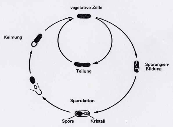 Vermehrung Vegetativer Zyklus Reproduktiver Zyklus Schema: A.