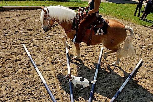 Pferd und Hund Pferd und Hund Das Ziel der Reitbegleithunde-Ausbildung ist es, das Fluchttier Pferd mit dem Jäger Hund zusammenzubringen, wobei der Mensch die vermittelnde Funktion übernimmt.