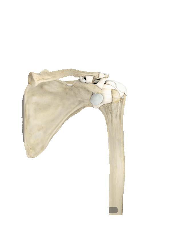 Stütz- & Bindegewebe Knochen: Platte Knochen Röhrenknochen Würfelförmige Knochen