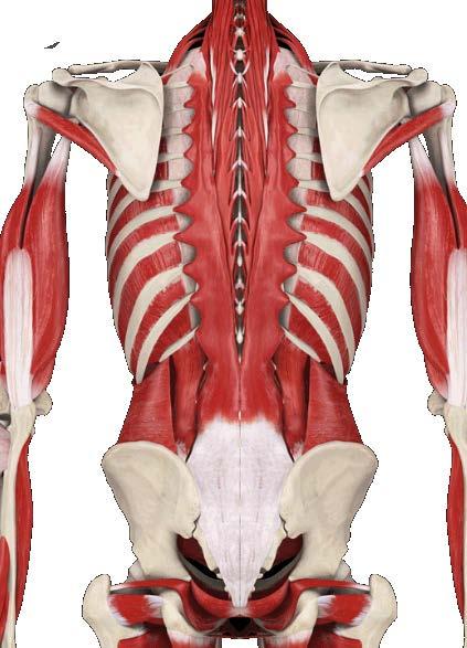 Rücken und Rumpf Spinalis Longissimus