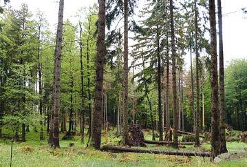 Waldforschungsflächen (WFF) sind ein wichtiger Baustein für ein langfristiges Monitoring im Nationalpark.