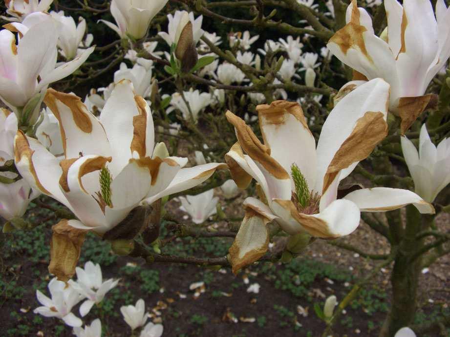 4: Magnolia soulangiana 'Lennei Alba' mit Spätfrostschaden (Foto: A. JAGEL). Abb.