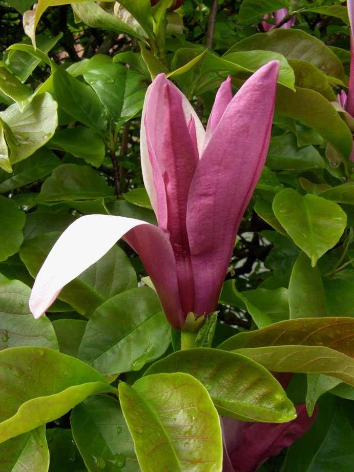 DÖRKEN). Abb. 13: Yulan-Magnolie (Magnolia denudata), eine der Eltern-Arten von Magnolia soulangiana) (Foto: A. HÖGGEMEIER). 247 Abb.