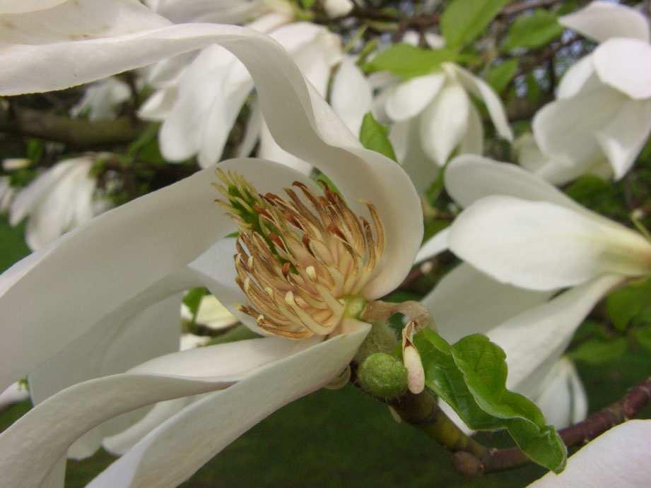 wird in verschiedenen Sorten gepflanzt. Die etwa 10 cm breiten, weißen bis hellrosa Blüten bauen sich aus 14-16 Blütenblättern auf (Abb.