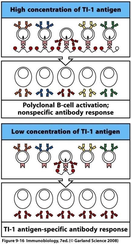 T-Zell-unabhängige Aktivierung Antigene: TI-Antigene (Thymus independent), keine Proteine sondern hauptsächlich bakterielle Polysaccharide, Lipopolysaccharide, aber auch polymere Proteine