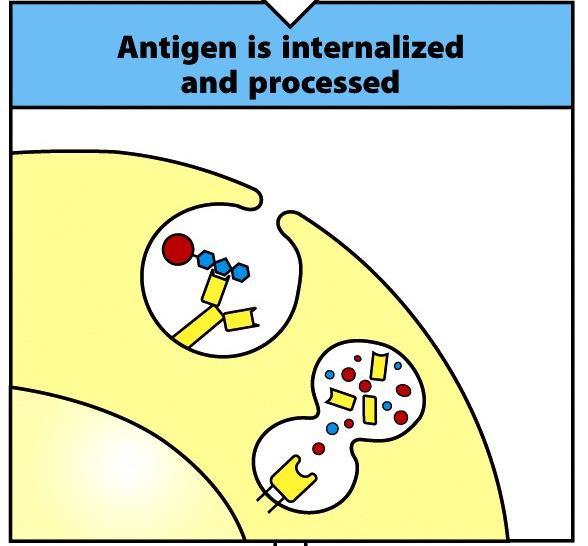 T-Zell abhängige Aktivierung 1. Antigen wird an BCR gebunden 2.