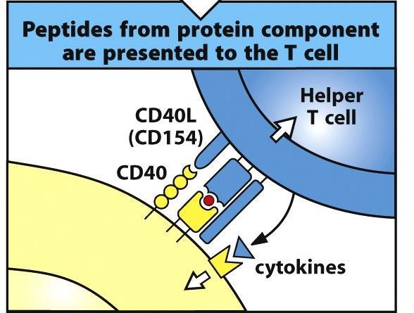 Protein wird prozessiert und die Peptide werden auf ein MHC II Molekül verladen 4.