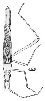 Fühlerglied bei Stictopleurus abutilon (ROSSI, 1790), 3,8x (nach WAGNER 1966). B 1* 1. Fühlerglied mindestens so lang wie der Scheitel breit ist (Abb. 32 A). 4.
