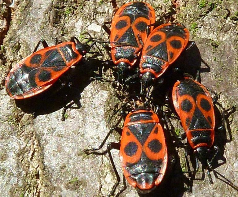 Gelblich stäubende Sommersporenlager sind die typischen Merkmale des Pappelrostes. Starker Befall läßt die Blätter vorzeitig fallen. Der Pappelblattrost ist mit der Lärche Wirtswechselnd.