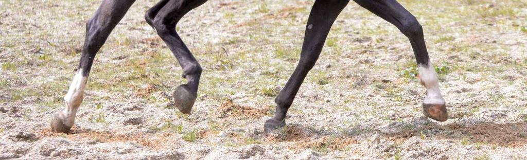 Naturnaher Gleitschutz Das Gleitverhalten des Duplo-Beschlags ist vergleichbar mit dem eines barhuf laufenden Pferdes und deshalb natürlicher als die verlängerte Gleitphase eines Hufeisens.