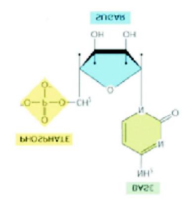 c) Nukleotide Träger der Erbinformation (DNA, RNA), Energielieferanten für fast alle molekularen Prozesse (ATP), Signalmoleküle Zoo an Basen, Zuckern und Phosphaten d) Aminosäuren in der Natur gibt