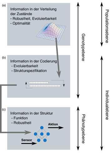 Information, Entropie, Masse für Unordnung und Ordnung Verteilung der Mikrozustände (einzelne Individuen) im Zustandsraum enthält Information über die Fitnesslandschaft und den Zustand des Prozesses,