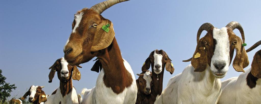 Respekt vor dem Lebendigen Neben der Mutterkuh- und Milchrindhaltung gehört die Schaf- und Ziegenhaltung zum zweitgrößten Produktionsfeld unserer Mitglieder.