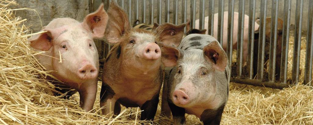 Gesunde Tiere durch artgerechte Haltung Deutschlandweit genießen unsere Schweine eine artgerechte Haltung nach den Biopark e.v.-richtlinien.