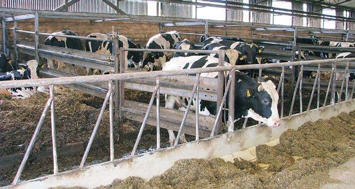 abwechslungsreiche Endmoränenlandschaft. Leichte Der Chef Geschäftsführer Harald Nitschke in der 2008 neu gebauten Milchviehanlage. Die Kühe vergelten Wohlbefinden mit hoher Leistung.