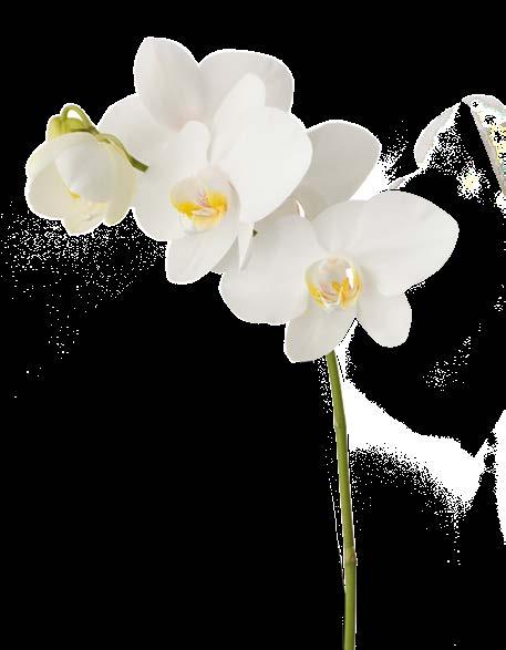 Bellandris Orchideenerde Spezialerde für alle Orchideenarten, wasserdurchlässig, abgestimmt