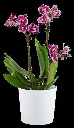 00 TIPP Beauty-Kur für Orchideen Ampulle mit