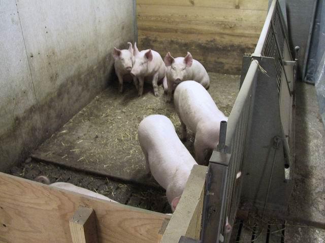Untersuchungen Schweinemast Vergleich der Emissionen aus neuen mit traditionellen Stallsystemen in der Schweinemast Messmethodik für