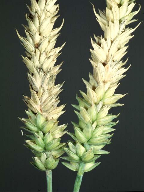 3.4.1.3 Ährenfusarium Der Befall von Weizenähren mit Schadpilzen aus der Gattung Fusarium hat sich in den zurückliegenden Jahren zu einem ernsthaften Problem entwickelt.