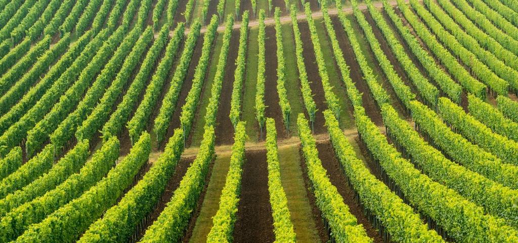 Hintergrund - Bodenpflege im Weinbau Wodurch entsteht im Weinbau die