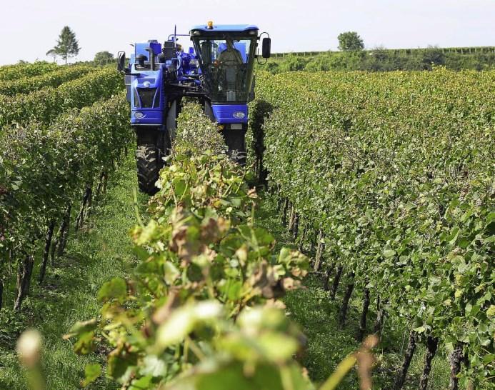 Hintergrund - Bodenpflege im Weinbau Weinberg im Jahresgang: Herbst Einstellung der