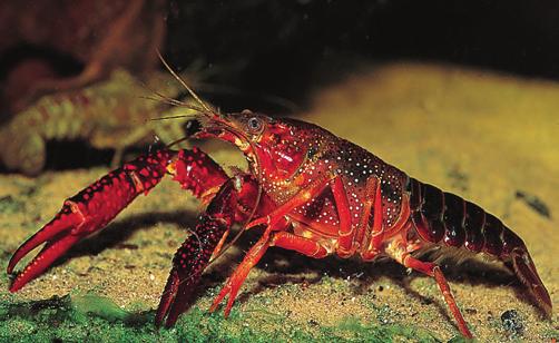 Roter Amerikanischer Sumpfkrebs (Procambarus clarkii) 14 Der bis 15 cm Körperlänge erreichende Rote Amerikanische Sumpfkrebs wird teilweise immer noch als exotischer Besatz für Aquarien und