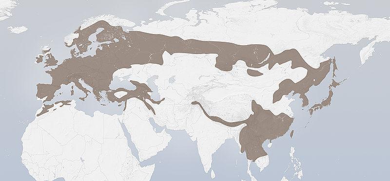 Das Verbreitungsgebiet des Eichelhähers erstreckt sich von Europa über Teile Nordafrikas und des Nahen Ostens sowie in einem breiten Gürtel durch Asien und dort südwärts bis nach Indochina.