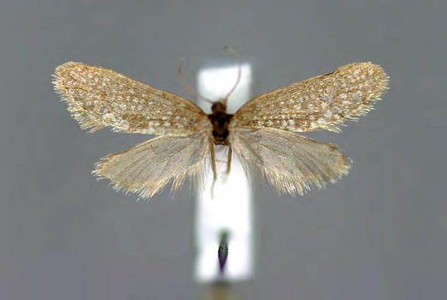 Wer will forschen? Wer sich zum Entomologen, zum Schmetterlingsforscher, berufen fühlt, kann mit der beim Haus der Natur in Salzburg angesiedelten Arbeitsgruppe unter http://www.hausdernatur.