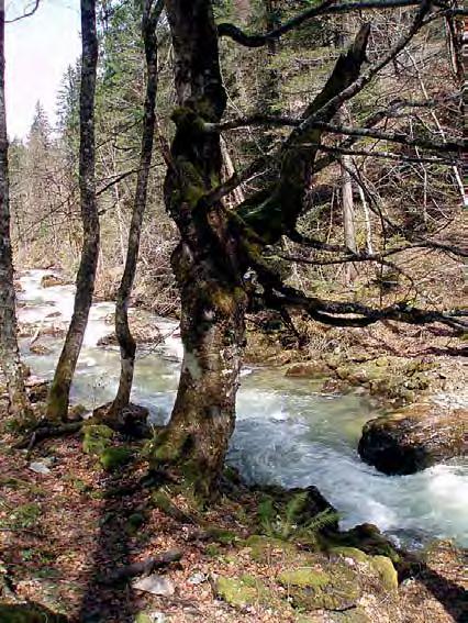 Österreich festgestellt, dass aus ihrer Sicht verschiedene Arten und Lebensräume im österreichischen Anteil an Natura 2000 ungenügend repräsentiert sind.