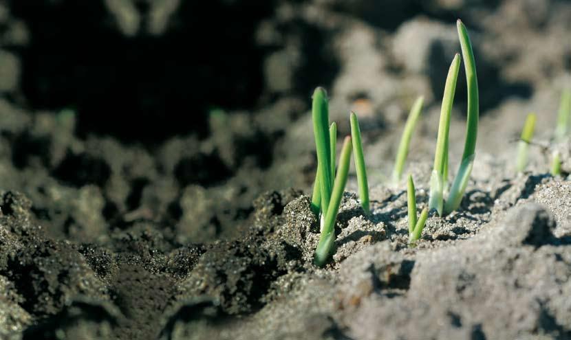 Ihr Boden Ihr größtes Kapital! Cross Compliance verlangt Humus stimmt Ihre Humusbilanz? Erhalten Sie Ihre Bodenfruchtbarkeit und fördern Sie den Humusgehalt mit Gräsern und Zwischenfrüchten.