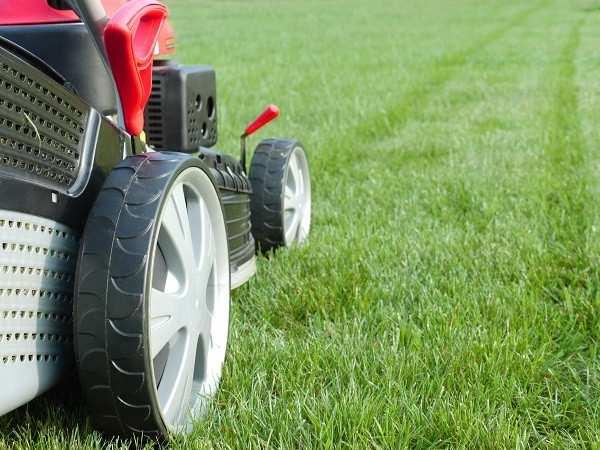 Für eine gute Rasenpflege ist das regelmäßige mähen absolut notwendig! Sie sollten Ihren Rasen 1x in der Woche mähen, wobei wir im Frühling sogar empfehlen dies 2x in der Woche zu tun.