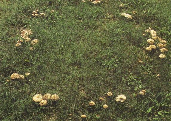 Pilze Es bilden sich zwei Ringe sehr üppigen grünen Grases, von manchmal unterschiedlich großem Durchmesser. Der Rasen in diesen beiden Ringen stirbt und am Außenrand der Ringe entstehen Pilze.