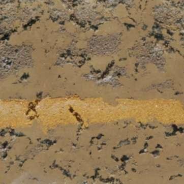 Ökologische Lebensform der Regenwürmer Mineralschichtbewohner (endogäische Arten) helle Arten (Größe